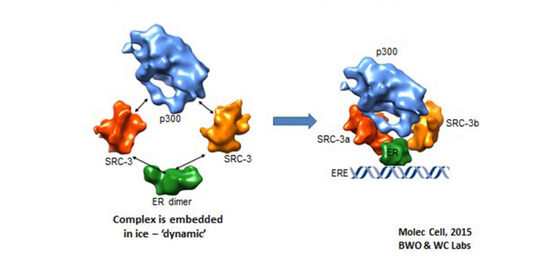 Structure of the Estrogen Receptor (ER)-SRC3-p300 Complex on DNA