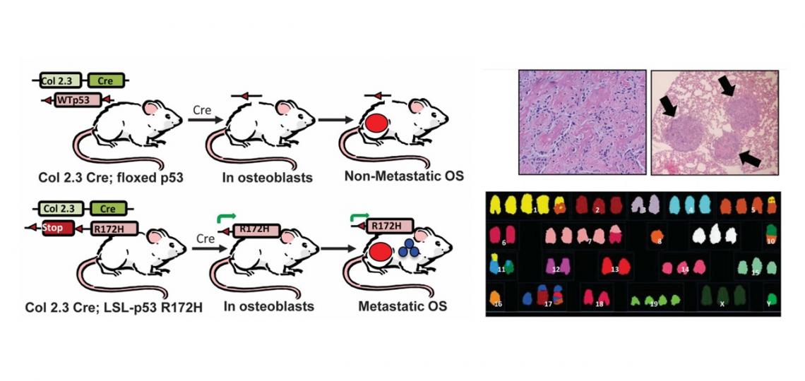 Design and characterization of a novel genetically engineered mouse model of metastatic osteosarcoma