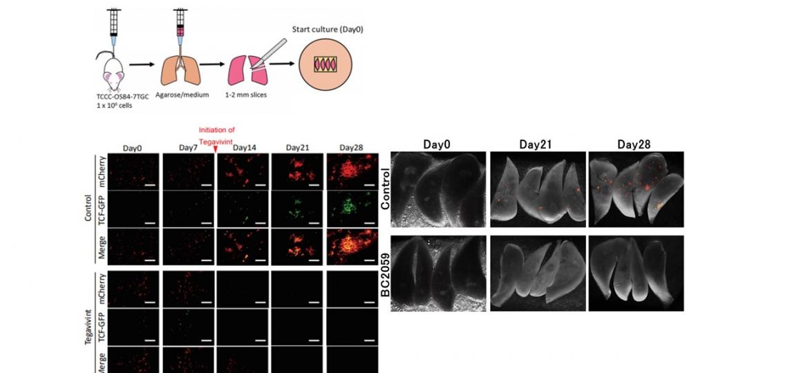 Diagram of ex vivo pulmonary metastasis assay Diagram of ex vivo pulmonary metastasis assay