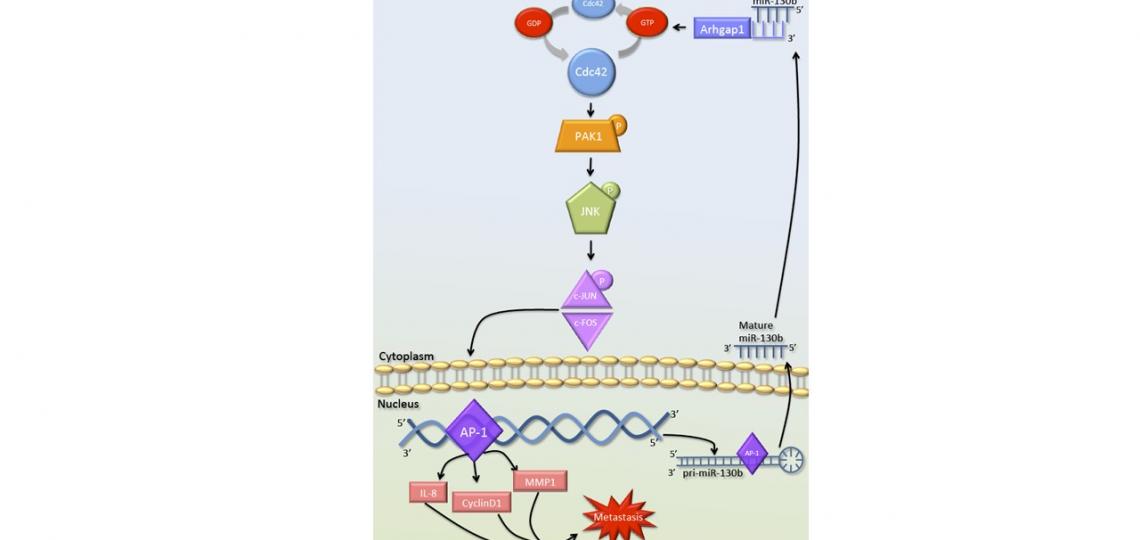 2) Summary diagram of miR-130b /CDC42/PAK1/AP-1 oncogenic, positive feedback loop in Ewing sarcoma. 2) Summary diagram of miR-130b /CDC42/PAK1/AP-1 oncogenic, positive feedback loop in Ewing sarcoma.