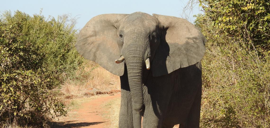 Elephant in Botswana