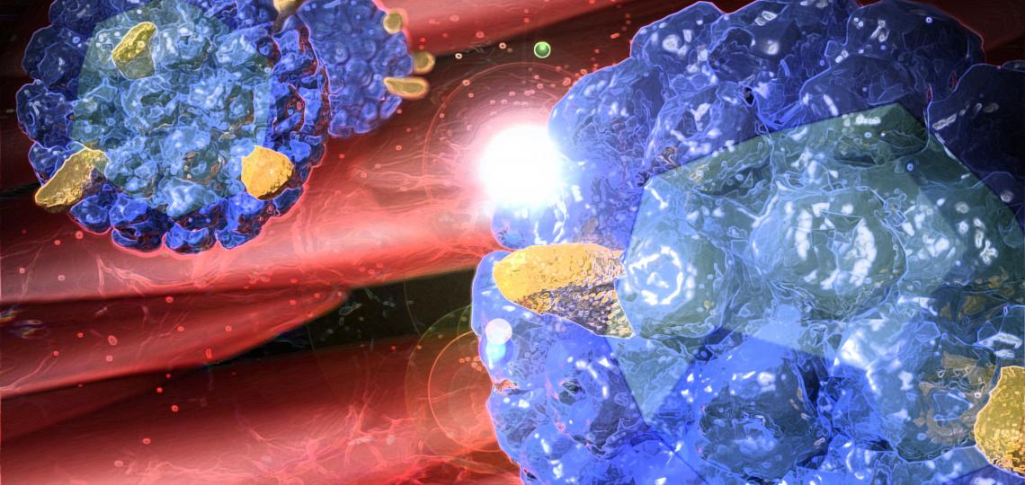 Virus-like particle vaccines travel to the lymph nodes upon immunization and can be directly visualized by optical imaging techniques and that intradermal immunization generates improved responses and might be a preferable delivery route for viral and cancer immunotherapeutic studies involving VLPs.