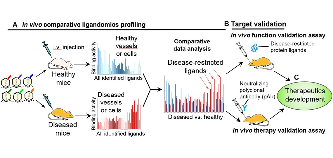 drug-target-discovery-wei-li-lab-final drug-target-discovery-wei-li-lab-final