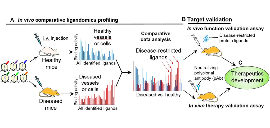 drug-target-discovery-wei-li-lab-final