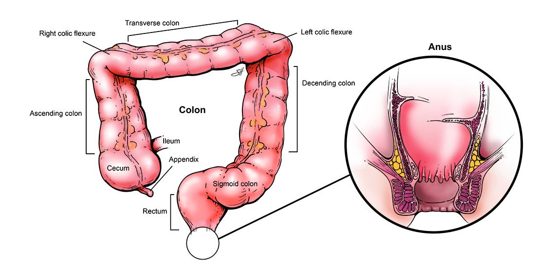 Illustration of human colon anatomy