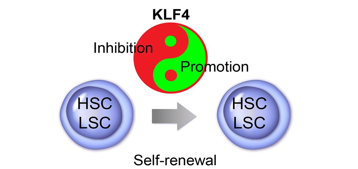 Genetic Regulation of Hematopoietic Stem Cells