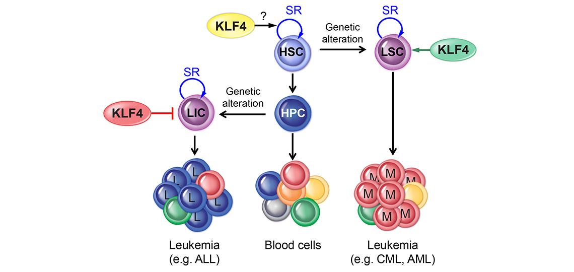 Leukemogenic Process Leukemogenic Process