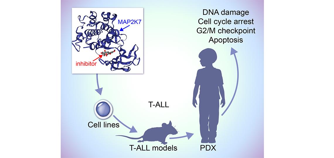 MAP2K7 inhibitors as anti-leukemic agents in pediatric T-ALL 