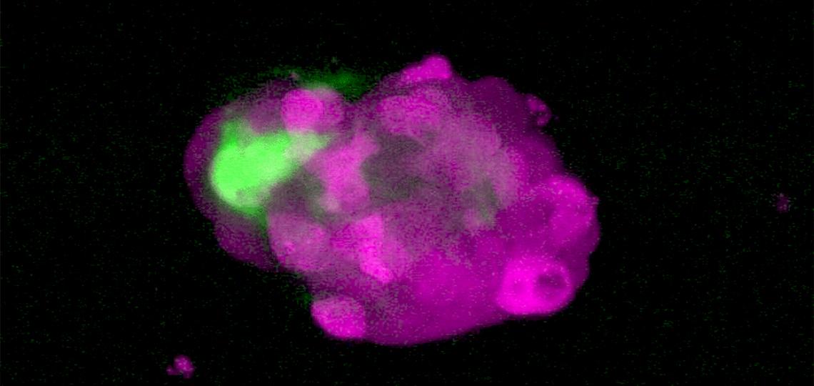 Roarty Lab Home page image