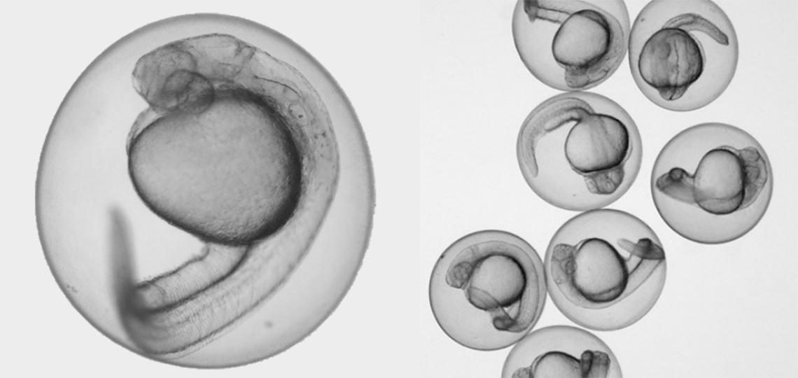 Zebrafish Embryo