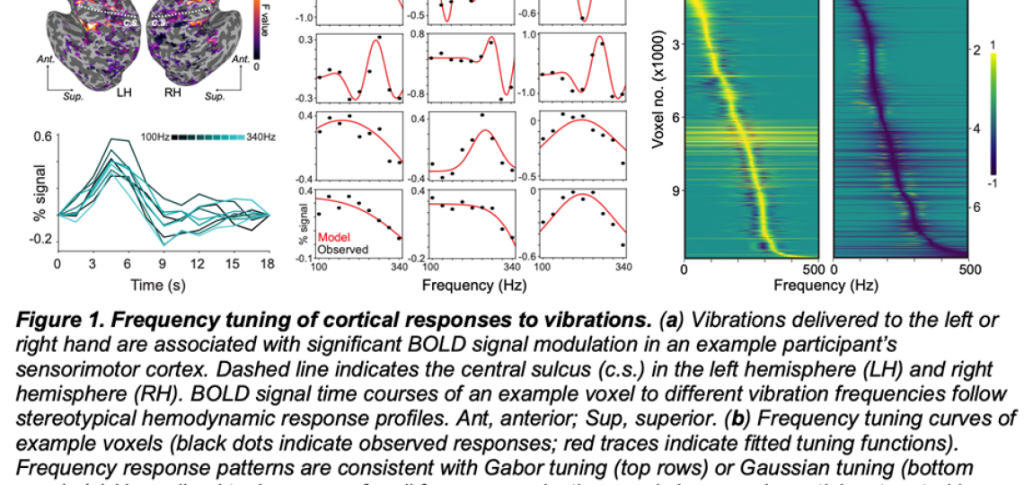 The Yau lab uses functional MRI (fMRI) to characterize brain responses to tactile vibration. 
