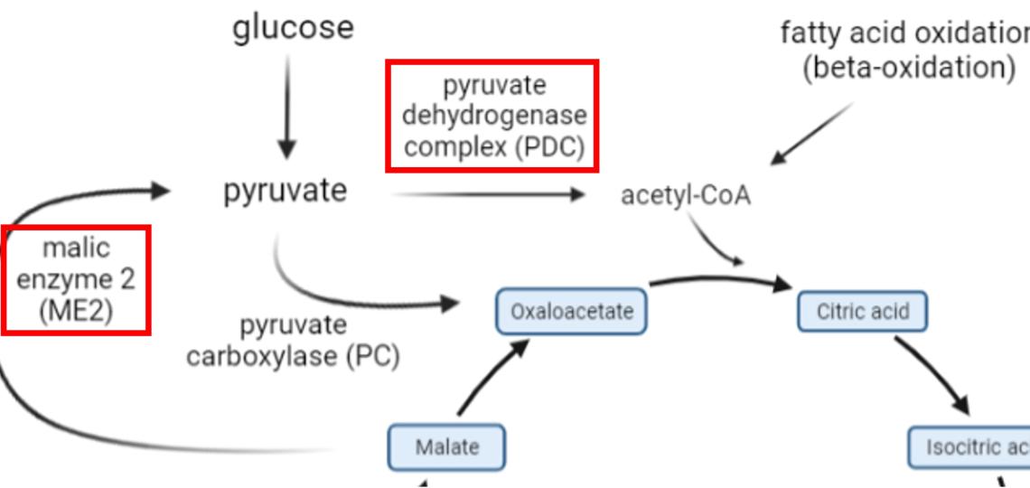 Regulation of the TCA cycle in chemotherapy resistant TNBCs