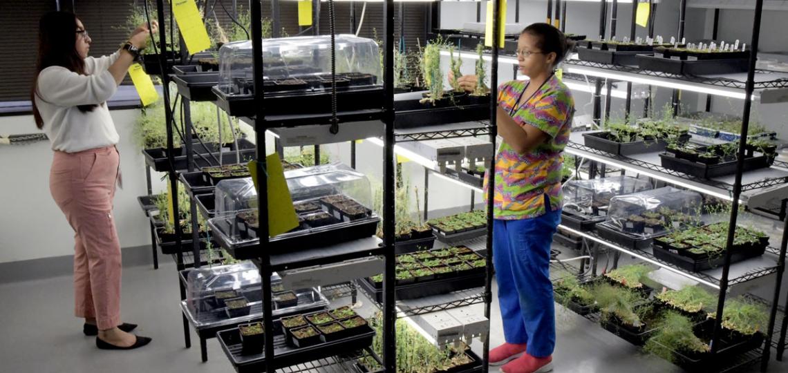 Arabidopsis Growth Room