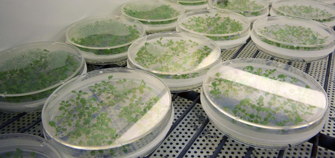 Plant Tissue Culture/Growth Chambers