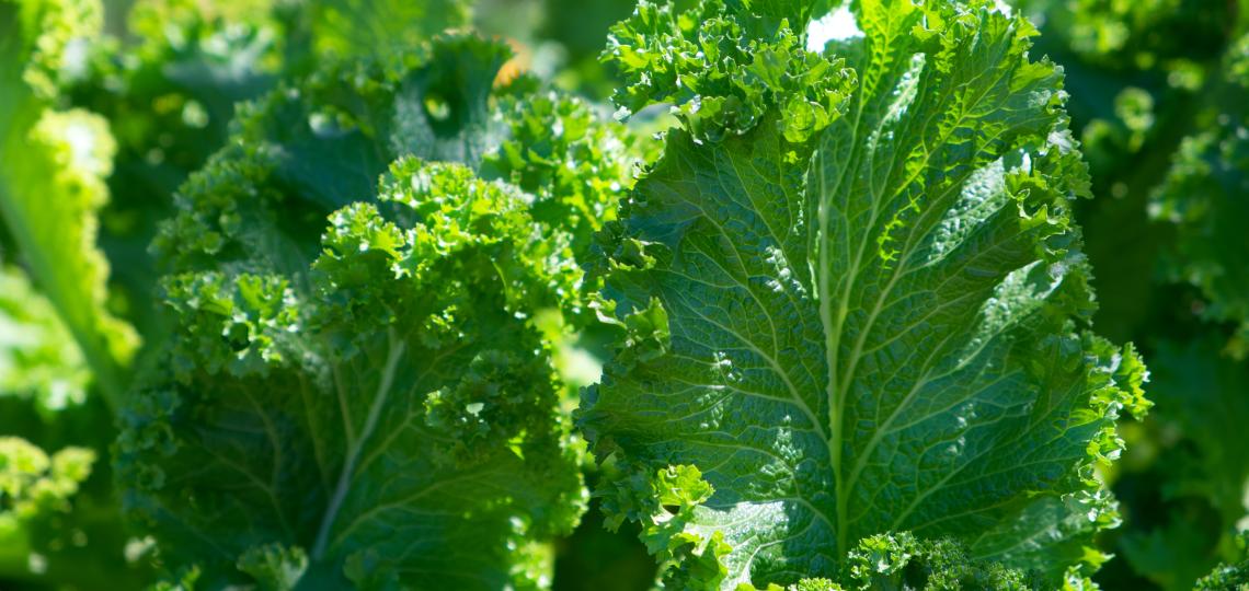 Leafy Greens Leafy Greens