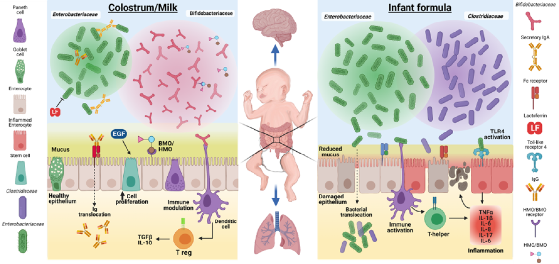 illustrates that key peripheral organs, including the brain and lungs, directly or indirectly may be impacted by colostrum/milk-induced improved gut
