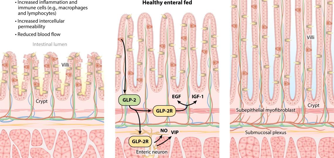 Illustration of Enteral Nutrition, Neonatal Intestinal Adaptation & GI Hormones