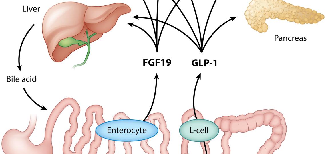 Illustration of TPN results in intestinal atrophy 