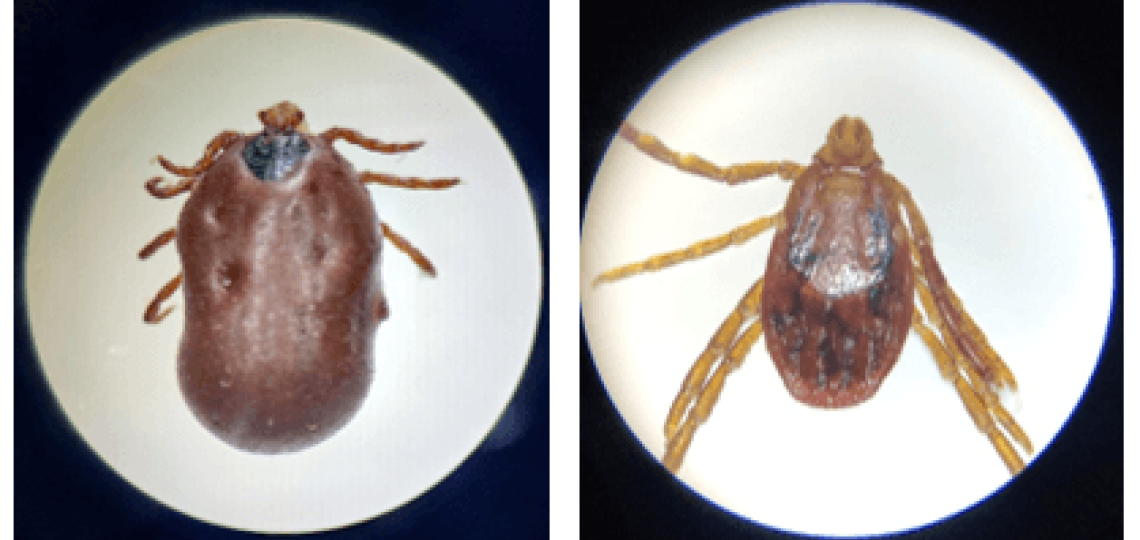 An adult female bloodfed tick and an adult female unfed tick