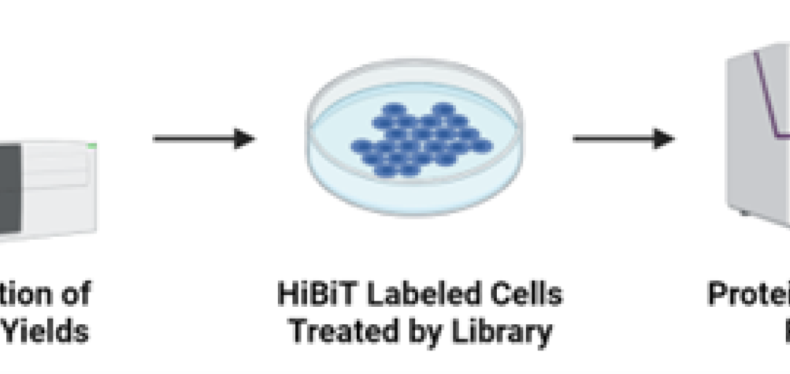 The library synthesis yields are measured using LC-MS/MS. The crude PROTAC library is then directly applied to cells expressing the HiBiT-tagged protein of interest, bypassing purification. Protein levels are monitored through changes in bioluminescence signals