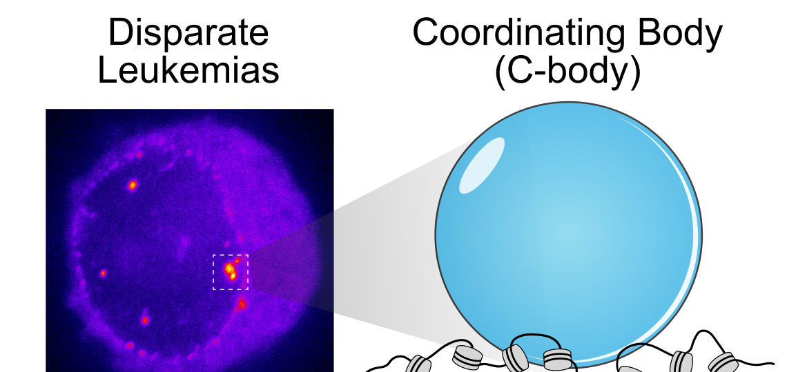 The dots are newly discovered nuclear compartments called C-bodies, formed by phase seperation. C-bodies are a unifying mechanism that connects several gentically distinct forms of leukemia.    
