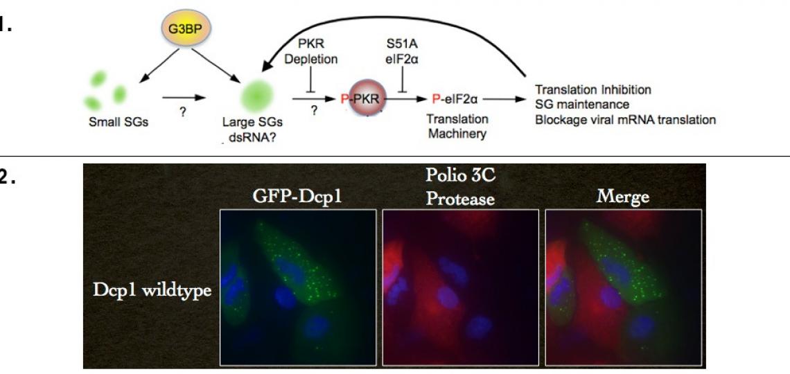 Top (1): Scheme illustrating assembly of large stress granules activating PKR. | Bottom (2): Expression of Dcp1a induces P-body formation (green foci) but also PKR activation, resulting in blockage of poliovirus replication (absence of 3C protease stain in