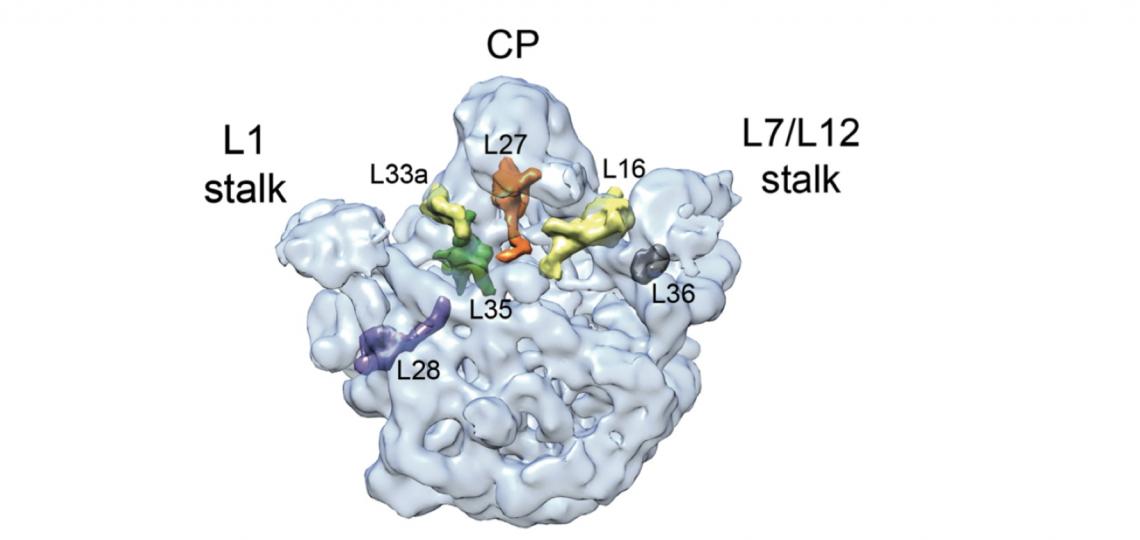 Protein complement of 45S ribosomal particle in Bacillus subtilis