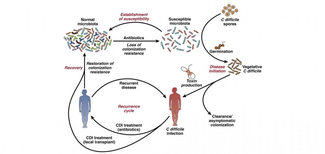 Cycle of Clostridium difficile infection in humans