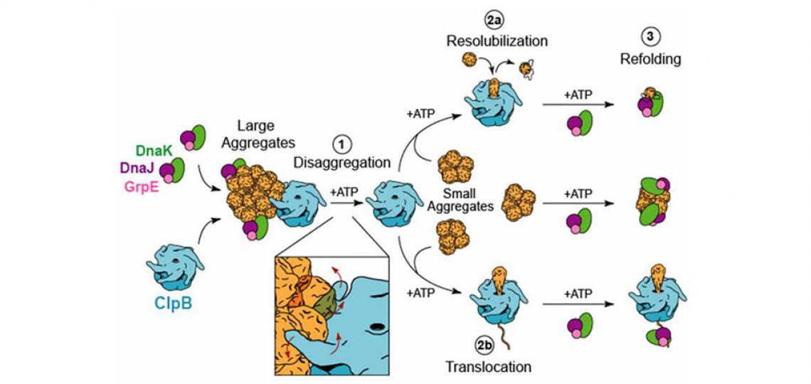 Mechanistic Model for Protein Disaggregation by ClpB Figure 1: Mechanistic Model for Protein Disaggregation by ClpB
