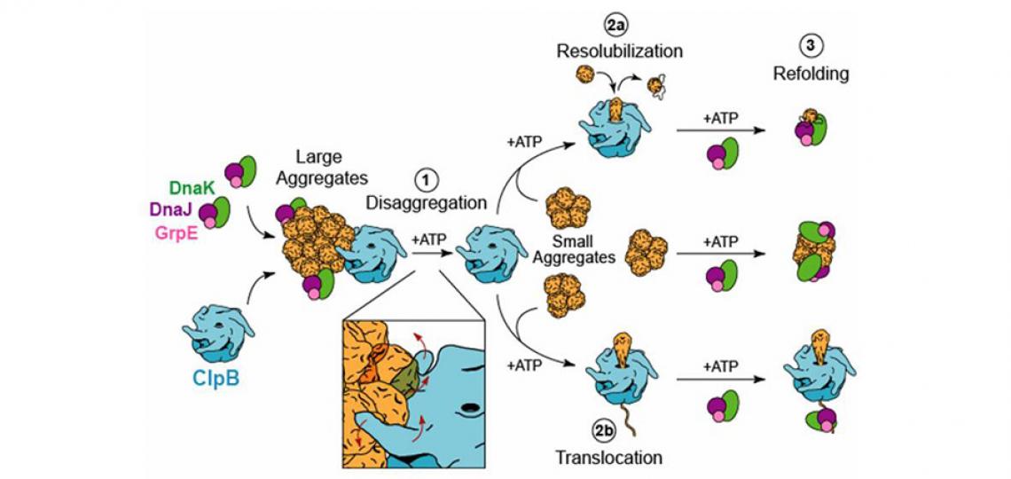 Figure 1: Mechanistic Model for Protein Disaggregation by ClpB