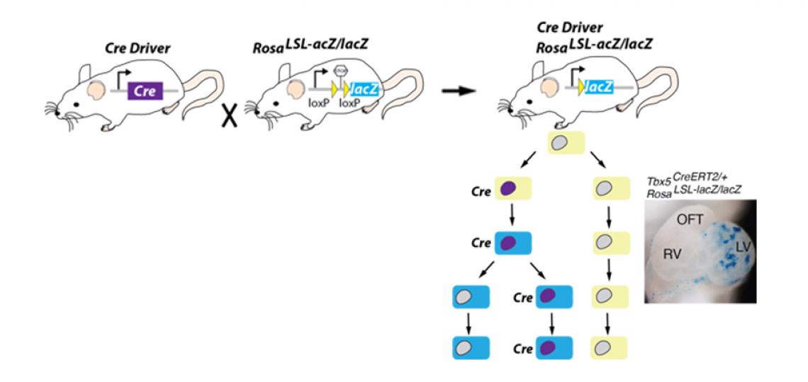 Cre+ Diagram