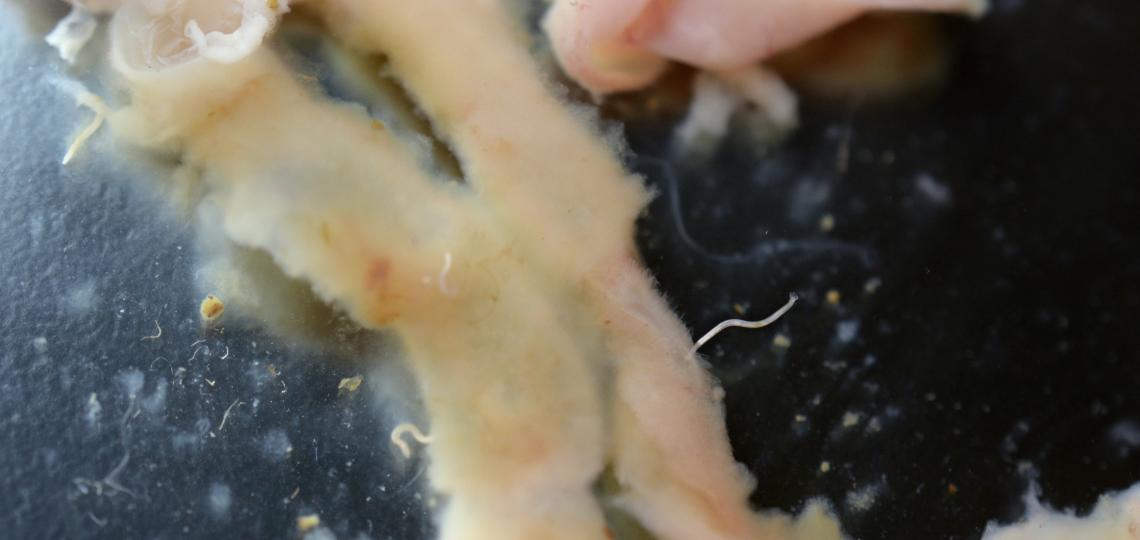 male hookworm with copulative bursa visible, mouth end attached to intestine