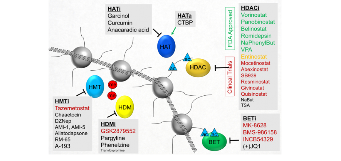Figure 1 Illustration of histone proteoform dynamics in response to epigenetic inhibitors