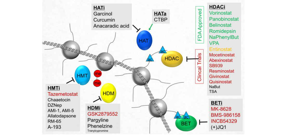 Illustration of histone proteoform dynamics in response to epigenetic inhibitors