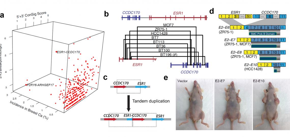 ESR1-CCDC170 lay figure