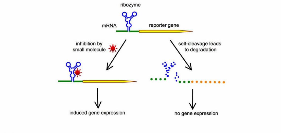 Fig 1. Controlling gene expression through small molecule-RNA interaction