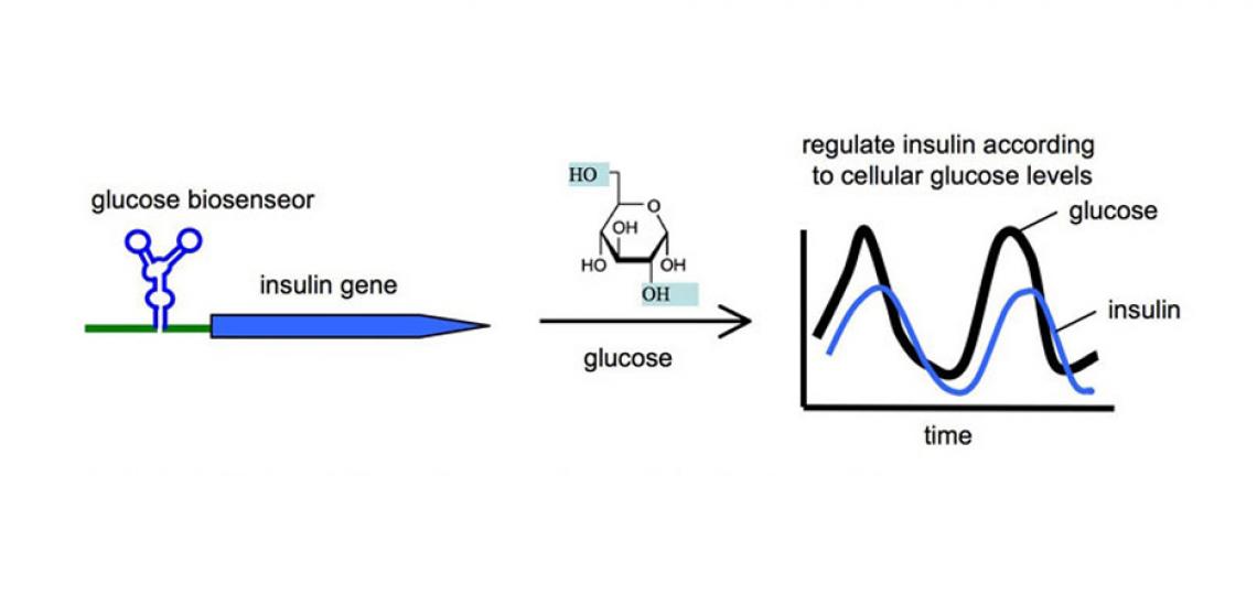 Fig 2. An RNA-based glucose biosensor for regulating insulin production