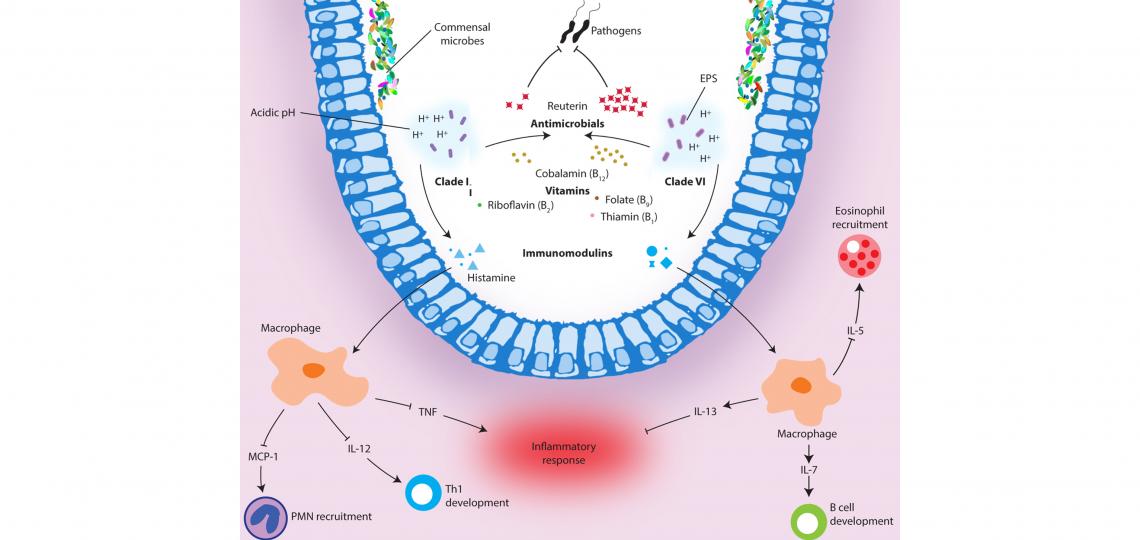 Functional illustration of human-derived Lactobacillus reuteri ecotypes. Spinler, et al. 2014. Genome Biol. Evol. 6(7):1772-1789.