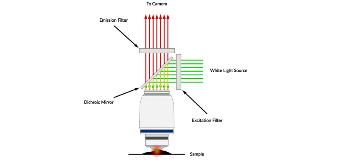 fluorescence-diagram