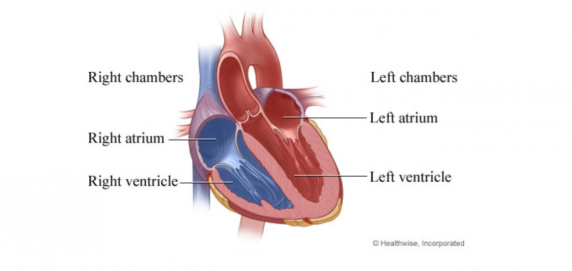 Chambers of the heart