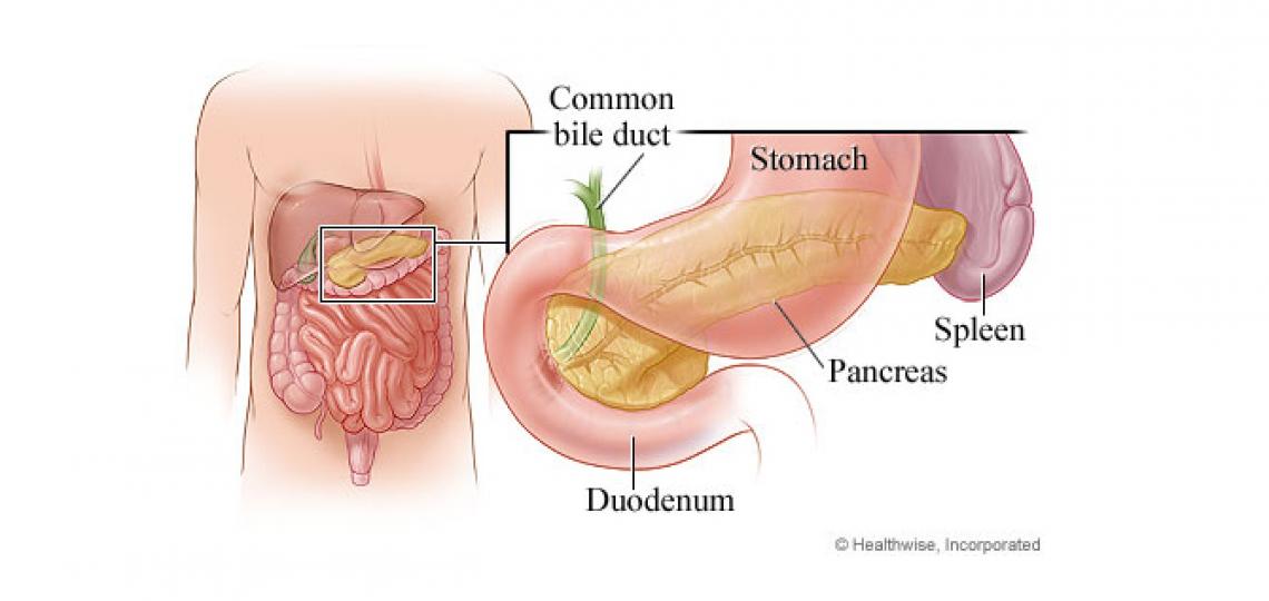 what doctor specializes in pancreas