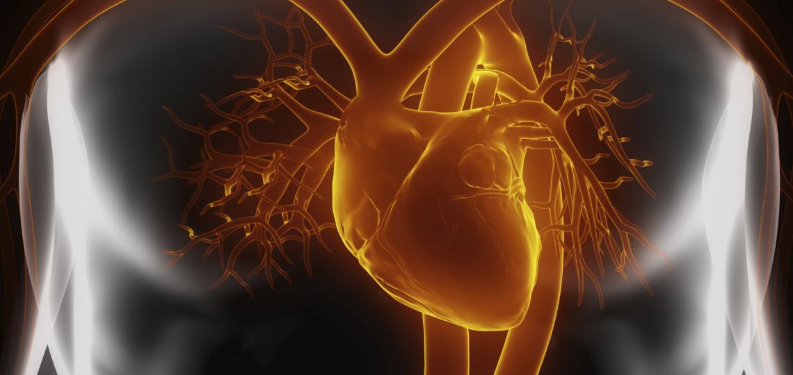 Findings may promote adult heart tissue regeneration