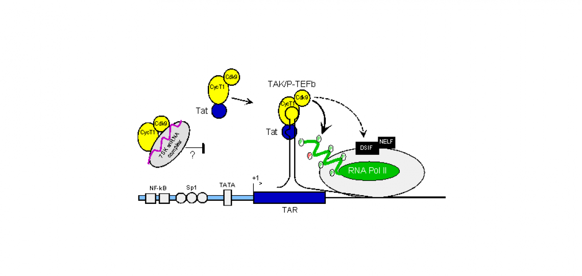 Model for the mechanism of regulation of HIV expression by TAK/P-TEFb.