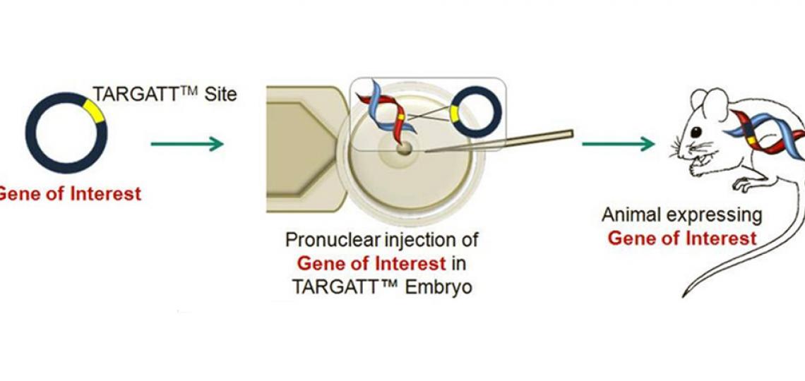 TARGATT / Hipp11