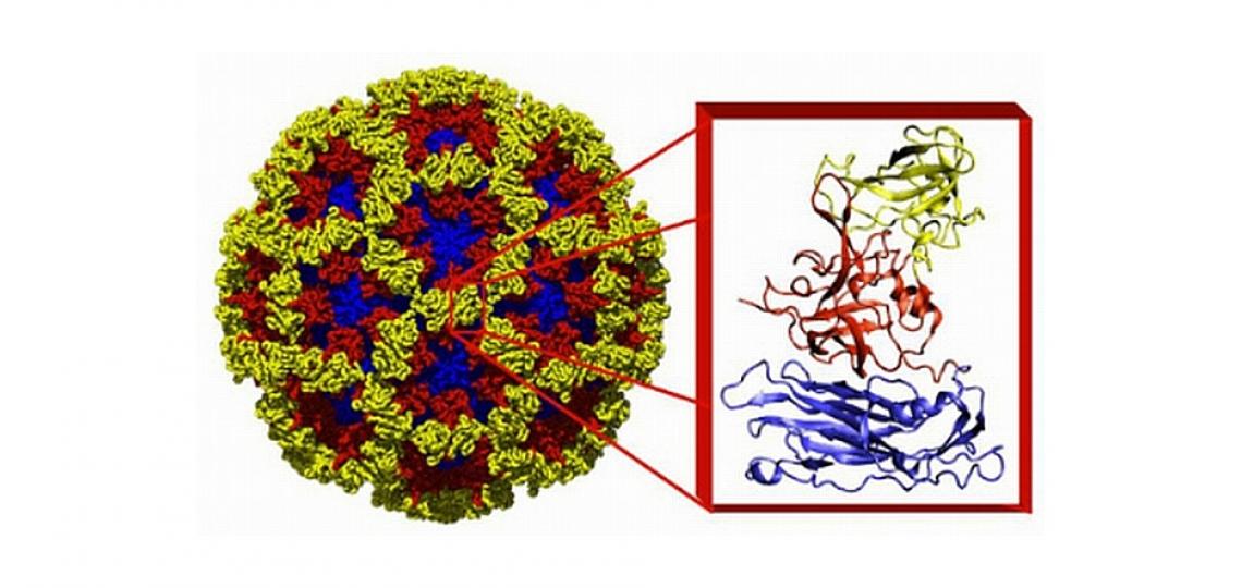 X-ray structure of the Norwalk virus capsid, with the inset showing details of the structure of the subunits. The different colors represent different regions of the capsid protein.
