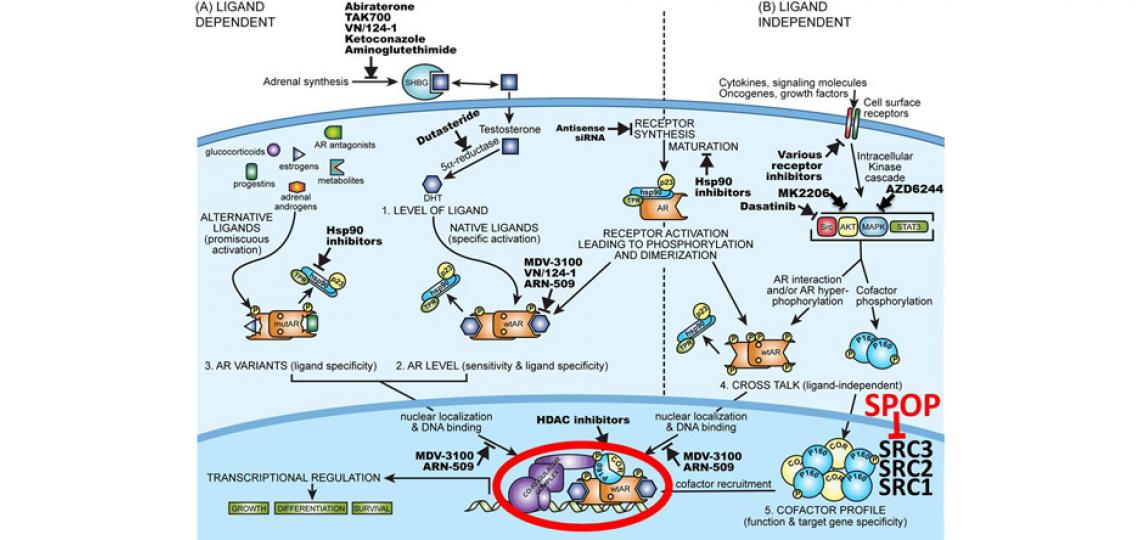Mechanisms of persistent AR signaling activity in CRPC (Modified from Scher HI, et al. Targeting the androgen receptor: improving outcomes for castration-resistant prostate cancer. Endocr Relat Cancer. 2004 Sep;11(3):459-76, with permission).