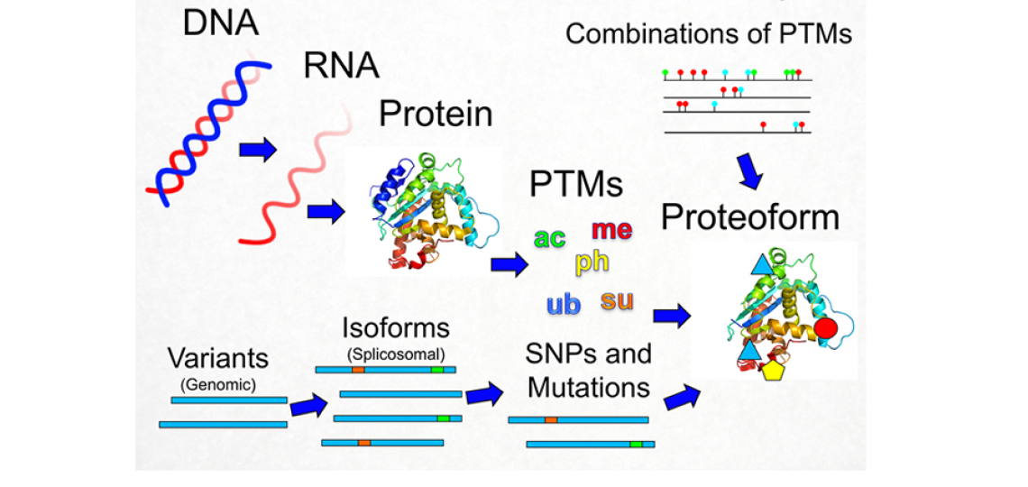 proteoform proteoform