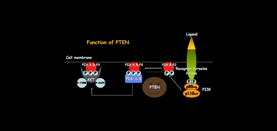 Schematic of PTEN function