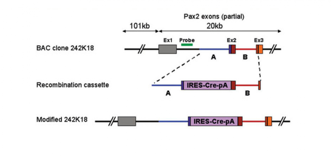 Pax2-Cre Transgenic Mice