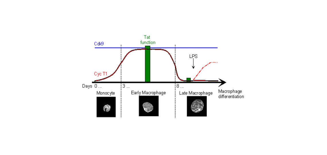 Regulation of cyclin T1 expression and Tat activity during macrophage differentiation. Regulation of cyclin T1 expression and Tat activity during macrophage differentiation.